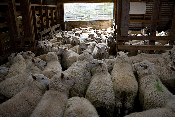JW.NZ.SheepShearing0019
