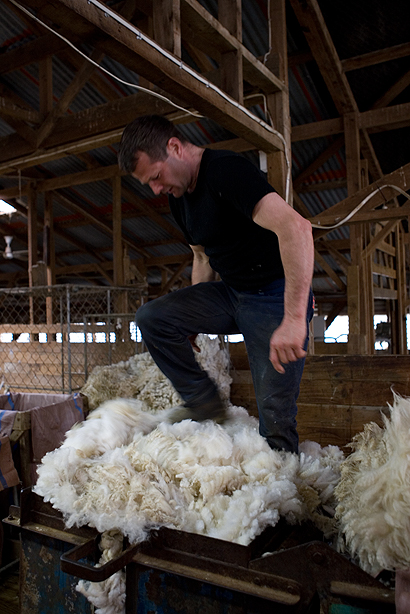 JW.NZ.SheepShearing0027
